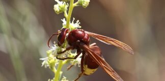 Electrogenic Creatures: 6 Animals That Can Produce Electricity