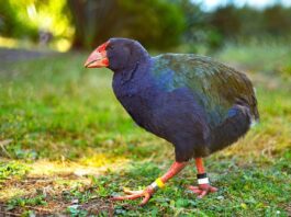 10 Unique Animals Native To New Zealand