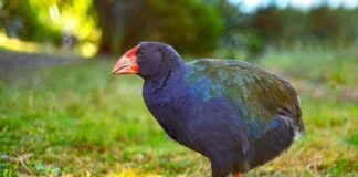 10 Unique Animals Native To New Zealand