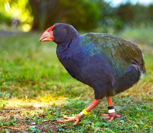 10 Unique Animals Native To New Zealand