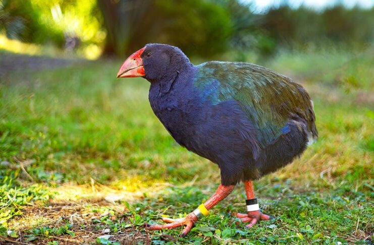 10 Unique Animals Native To New Zealand