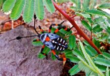 Giant Mesquite Bug: The Desert Roamer