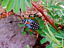Giant Mesquite Bug: The Desert Roamer