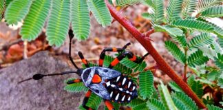 Giant Mesquite Bug: The Desert Roamer