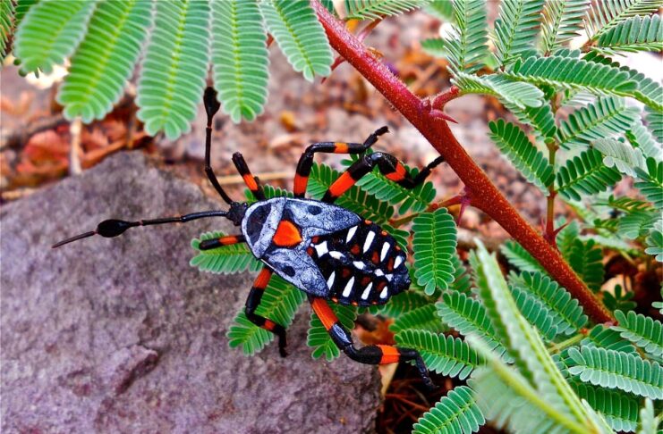 Giant Mesquite Bug: The Desert Roamer