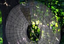 Skilled Weavers: 4 Spiders That Build Big Webs Spiders That Build Big Webs