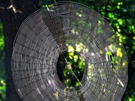 Spiders That Build Big Webs