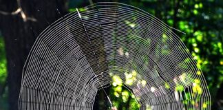 Skilled Weavers: 4 Spiders That Build Big Webs Spiders That Build Big Webs