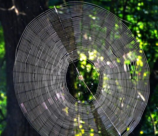 Skilled Weavers: 4 Spiders That Build Big Webs Spiders That Build Big Webs
