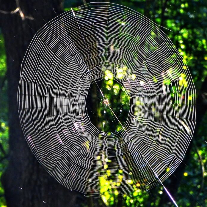 whatdewhat Spiders That Build Big Webs