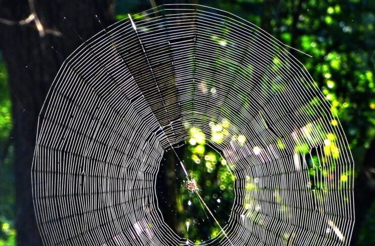 Spiders That Build Big Webs