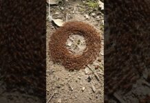 Ant Mill: The Death Circle Ant Mill