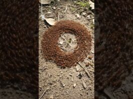 Ant Mill