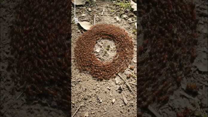 whatdewhat Ant Mill