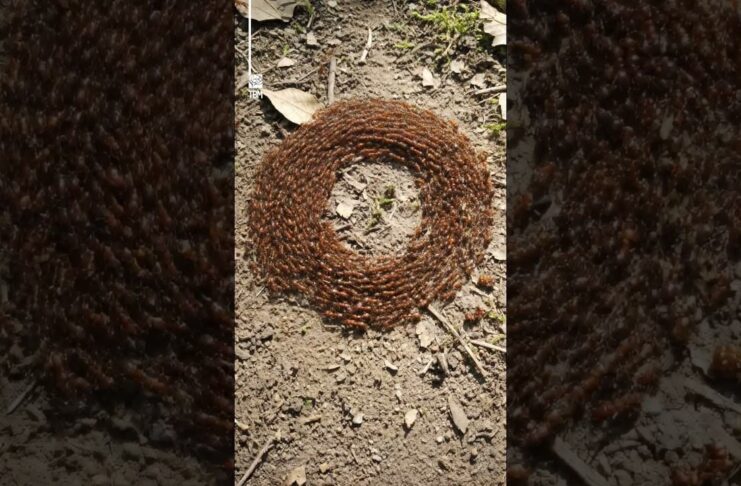 Ant Mill