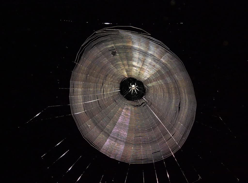 Spiders That Build Big Webs Spiders That Build Big Webs