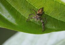 Giant Jumping Spider: The Largest Jumpy Arachnid