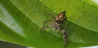 Giant Jumping Spider: The Largest Jumpy Arachnid