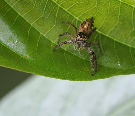 Giant Jumping Spider: The Largest Jumpy Arachnid