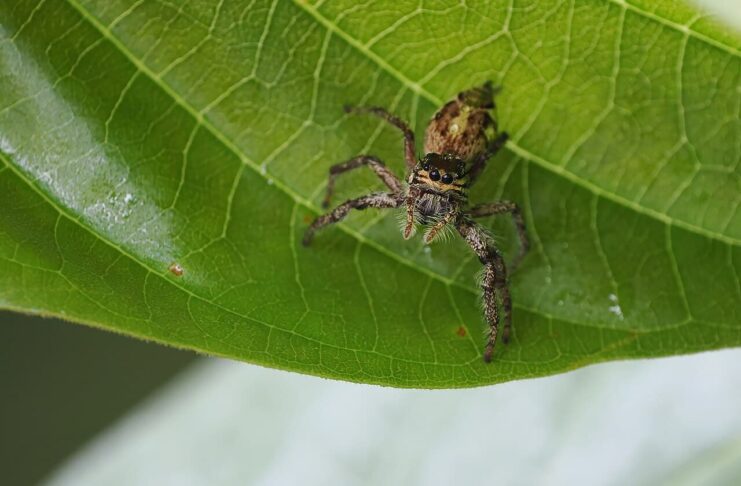 Giant Jumping Spider: The Largest Jumpy Arachnid