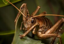 11 Giant Wētā Species In New Zealand