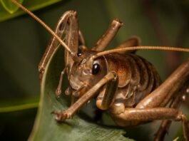 11 Giant Wētā Species In New Zealand