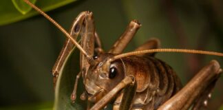 11 Giant Wētā Species In New Zealand