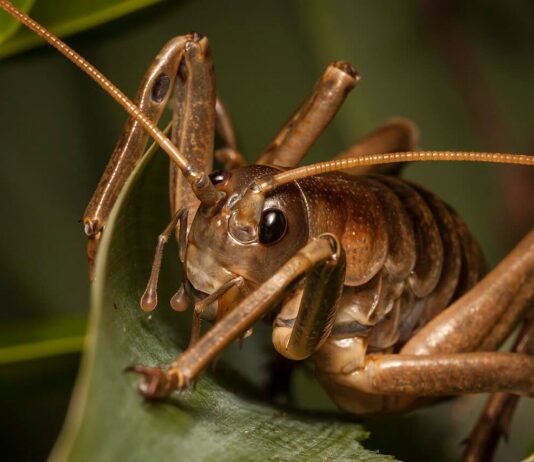 11 Giant Wētā Species In New Zealand