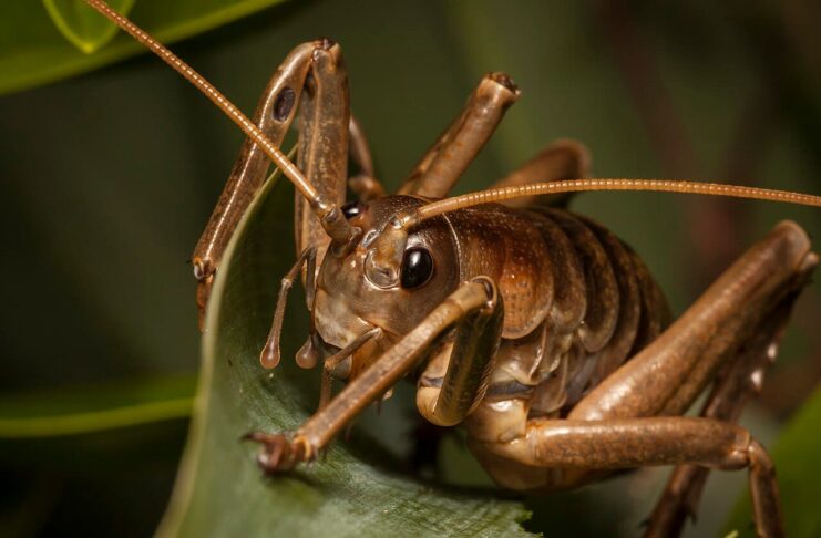 11 Giant Wētā Species In New Zealand