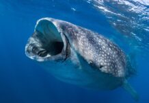 Edentates: 4 Toothless Animals