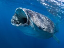 Edentates: 4 Toothless Animals