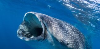 Edentates: 4 Toothless Animals