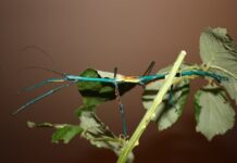Achrioptera Manga: The Metallic Stick Insect