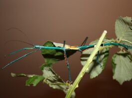 Achrioptera Manga: The Metallic Stick Insect