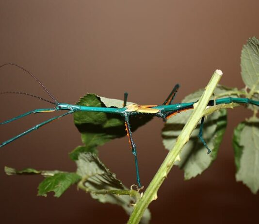 Achrioptera Manga: The Metallic Stick Insect