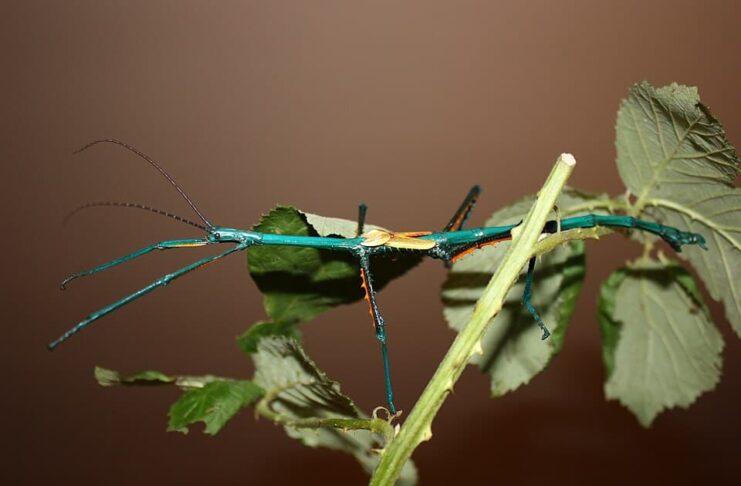 Achrioptera Manga: The Metallic Stick Insect