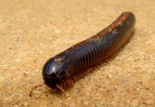 Diplopods: 8 World’s Largest Millipede Species