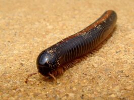 Diplopods: 8 World’s Largest Millipede Species