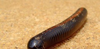 Diplopods: 8 World’s Largest Millipede Species