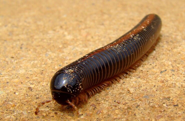 Diplopods: 8 World’s Largest Millipede Species
