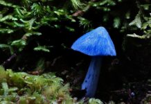 Strange Fungi: 15 Weird-Looking Mushrooms