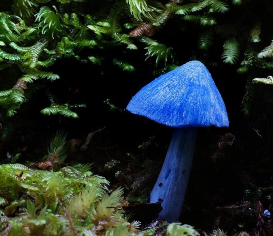 Strange Fungi: 15 Weird-Looking Mushrooms