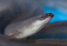 9 Largest Freshwater Eel Species In The World
