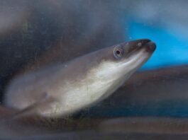 9 Largest Freshwater Eel Species In The World
