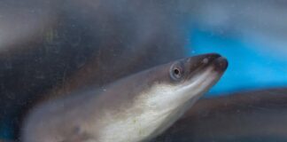 9 Largest Freshwater Eel Species In The World
