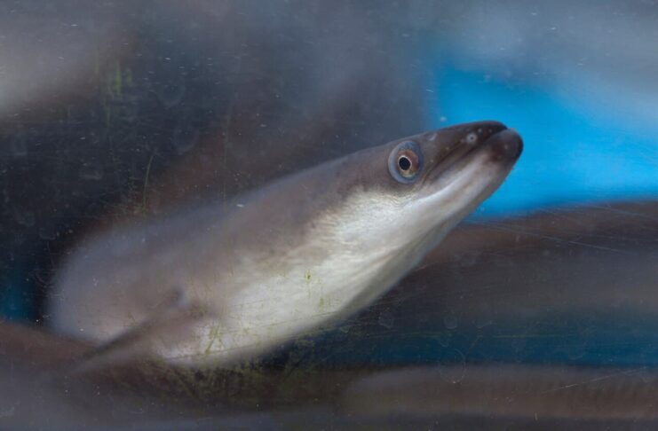 9 Largest Freshwater Eel Species In The World