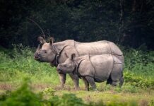 7 Animals That Come Back From Extinction