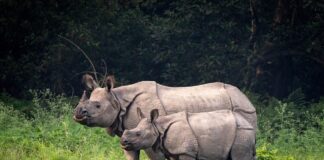7 Animals That Come Back From Extinction