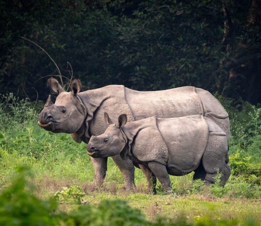7 Animals That Come Back From Extinction