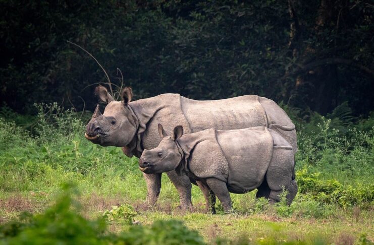 7 Animals That Come Back From Extinction